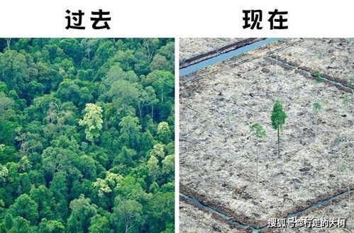 森林砍伐对气候变化的影响