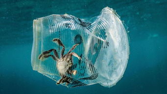 海洋塑料污染的现状分析
